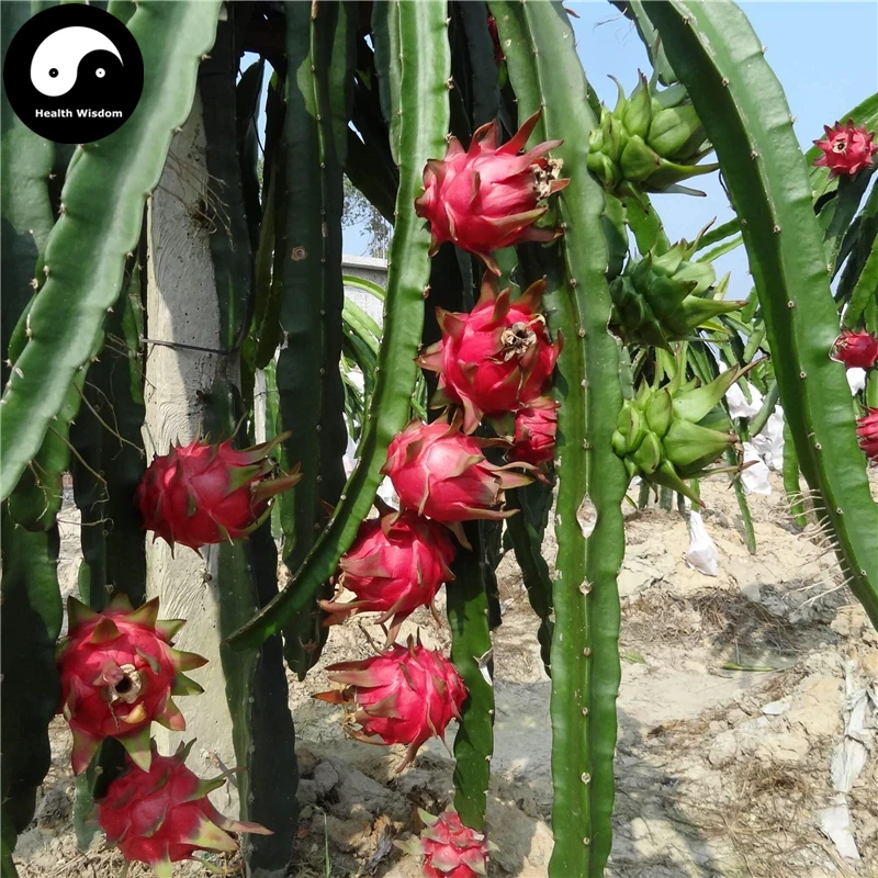 Buy Dragon Fruit Semente 200pcs Plant Hylocereus Undatus