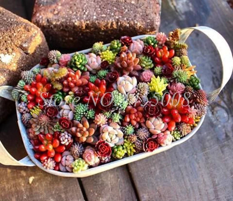 500 pcs/ bag Exotic Mini Succulent Cactus Rare Succulent Perennial Herb Plants Bonsai Pot Flower Indoor for Garden Flore Pot 500 pcs/ bag Exotic Mini Succulent Cactus Rare Succulent Perennial Herb Plants Bonsai Pot Flower Indoor for Garden Flore Pot