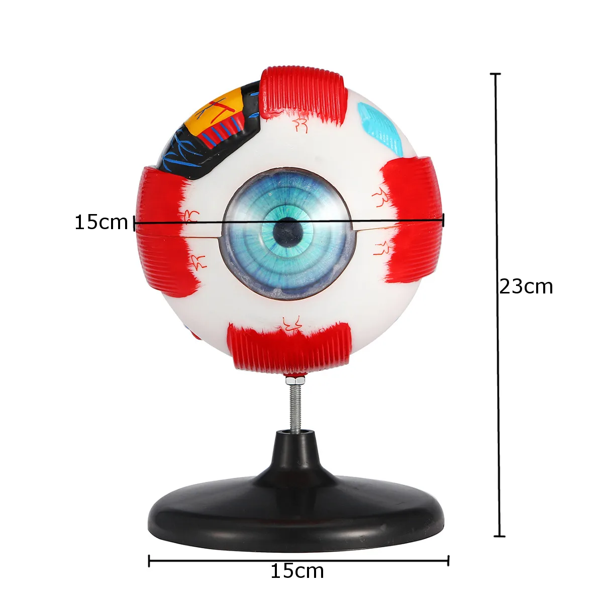 6x Removable Human Eye Eyeball Model Eyeball Internal Structure Learn Human Anatomical Model Lab Teaching Education Specimens