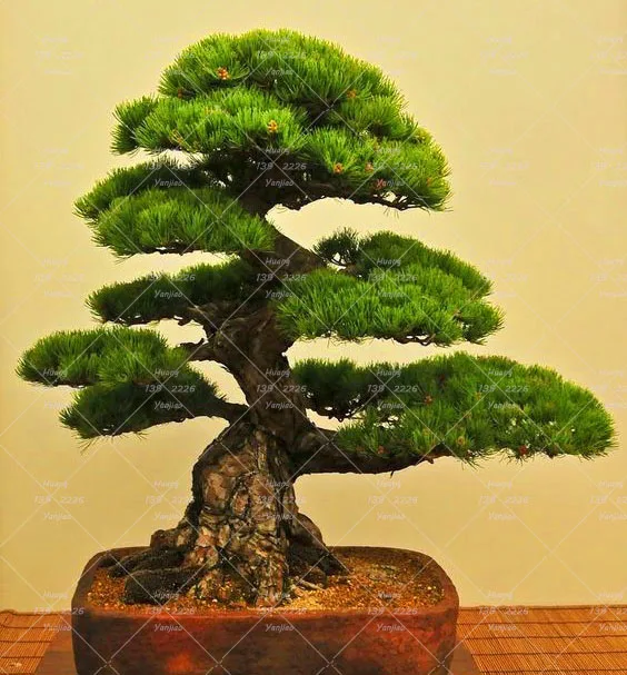 10PCS Japanese black pine seeds bonsai tree seeds Garden interior ... 10PCS Japanese black pine seeds bonsai tree seeds Garden interior ...