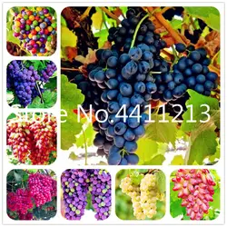 50 шт./пакет Редкие Цвет палец винограда карликовые деревья фрукты, естественный рост винограда, бонсай растения для дома и сада