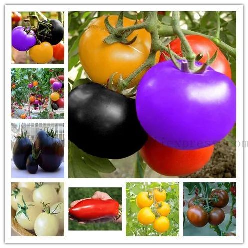 

100pce/bag climbing Tomato bonsai edible Tomato plants Tomato Vegetable Non-GMO food Easy Growing For Home Garden Pot Plant