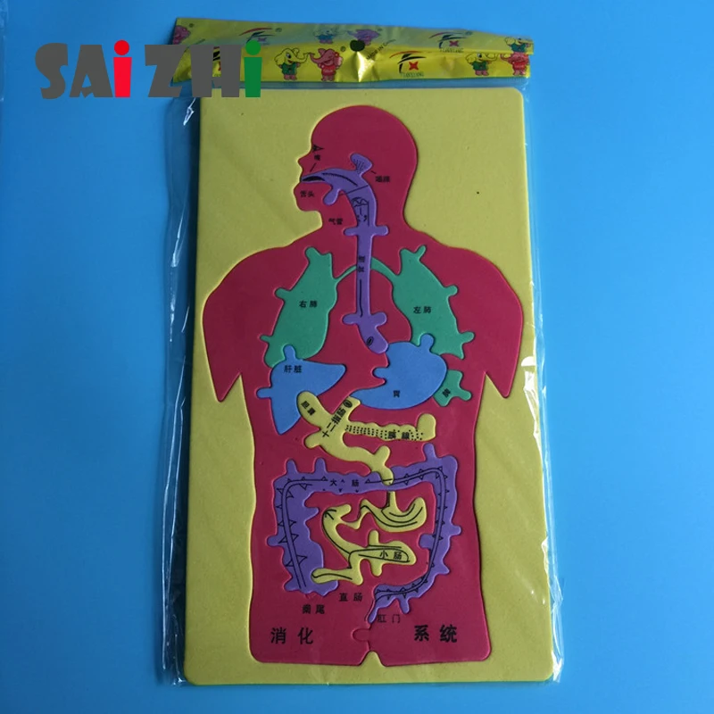 

Saizhi Science Toys Diy Model Toy Human Digestive System Puzzle Developing Intelligent STEM Foam Toys Birthday Gift SZ3220