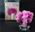 2019 20PCS 14x11cm Pink Big Magic Grow Paper Japanese Sakura Tree Magically Growing Trees Kit Desktop Cherry Blossom Kids Toys #1