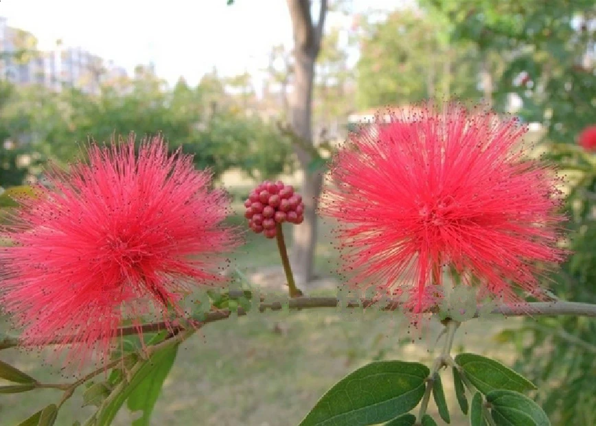 Free Shipping 30 Piece Bag Bonsai Perfume Albizia Flower Seeds Mimosa Seeds Potted Silk Tree Seeds Seed Cells Seed Countingseed Separator Aliexpress
