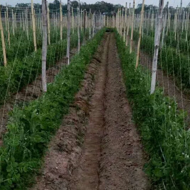 1Dc Mesh24*24 Cm 3Strands Gyümölcsnövények Mászó Nettó Támogatások Kerti Zöldbab Hóbab Szőlő Virágnövény Tartó Zárójel - Image 5