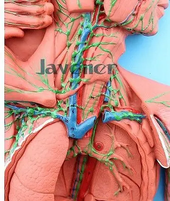 Моделирующая анатомическая Лимфатическая система Анатомия медицинская модель