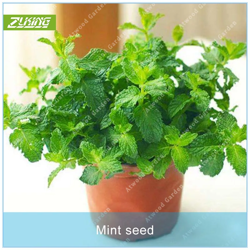 

ZLKING 100pcs Mint Fruit Bonsai Plants For Home Garden Scented Perennial Plants Fragrant Indoor Flowers