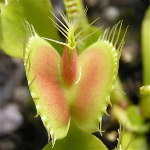 Big Promotion!!! 100 Pcs Drosera Peltata Potted Plant Circular Sundew Carnivorous Plants Garden Venus Flytrap Bonsai Plant
