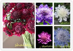 Домашний сад завод 100 шт. Scabiosa бонсай хорошее держать и высокое Quilty цветок многолетний бонсай Бесплатная доставка