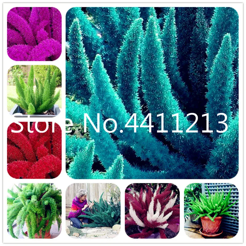 

100 Pcs Grass Bonsai Foxtail Fern Bonsai Rare Creeper Vines Grass Mixed Foliage Bonsai Exotic Plant For Home Garden Planting