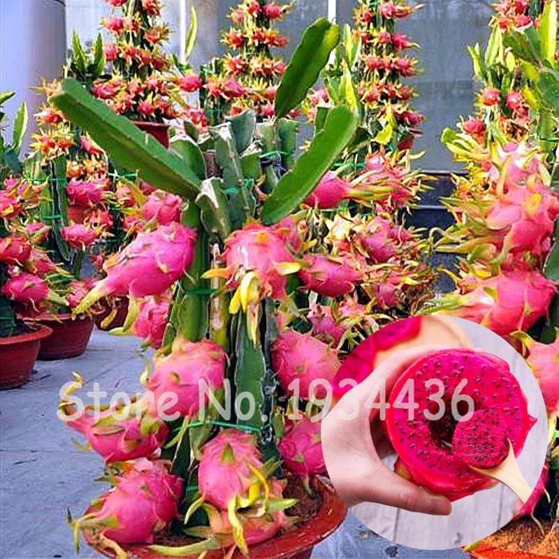 

Red Dragon Fruit Pitaya Delicious Green Tropical Fruit Graden Bonsai Tree Cactuss Suculentas Plantas Vivas Seedsflower 200 Pcs
