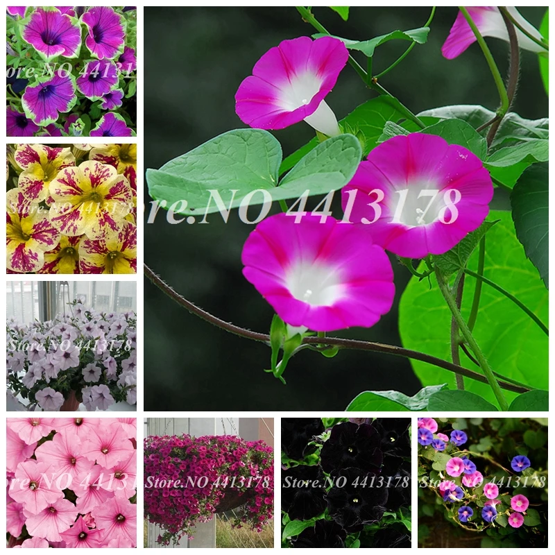 

Sale! 200 pcs/ bag Mixed Petunia Bonsai Long Blooming Perennial Beautiful Flowers Indoor & Outdoor Potted Plants Easy to Grow