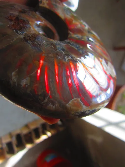 Best Offers 523g(1.15 lb) Iridescent Ammonite Ammolite Specimen Fossil Madagascar BFB959