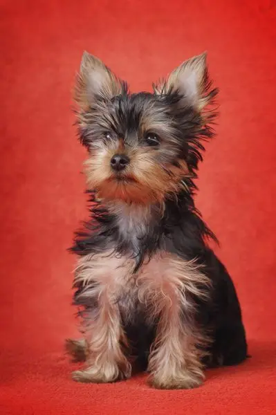 Yorkshire Terrier Full 5d Diy Diamond Painting Cute Dog Diamond