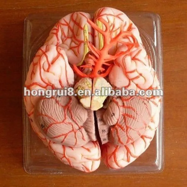 ISO Делюкс Анатомия мозга с артерии анатомическая модель мозга|anatomy brain|brain anatomybrain