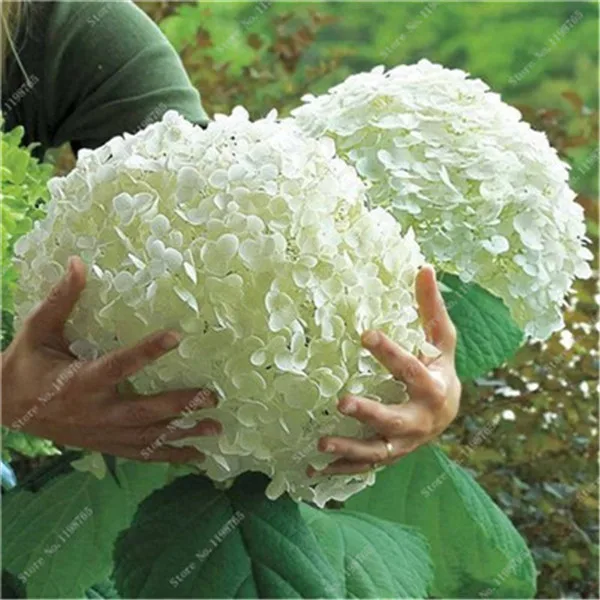 Bonsai 50 PCs wiele kolorów wybór Hortensja Bonsai wieloletnia roślina kwiat Hortensja balkon ozdobne ogród dekoracji roślin tanie i dobre opinie Bardzo proste Wykluczone Upiększających Mini średni duży mały Jesień Konserwy roślin Wieloletnich Courtyard Subtropikalnych Bonsai 50 PCs wiele kolorów wybór Hortensja Bonsai wieloletnia roślina kwiat Hortensja balkon ozdobne ogród dekoracji roślin tanie i dobre opinie Bardzo proste Wykluczone Upiększających Mini średni duży mały Jesień Konserwy roślin Wieloletnich Courtyard Subtropikalnych