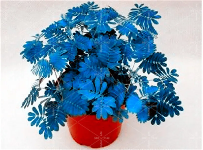 

100 pcs Mimosa Bonsai Plants Perennial Indoor Flowering Potted Plant Rare Mimosa Pudica Flower For Home Garden Shy Grass Plants