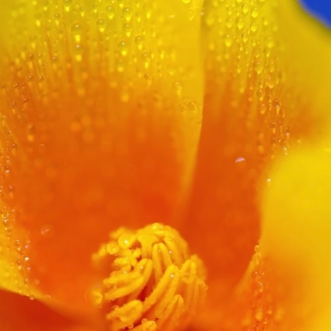 Close Up Of A Poppy With Dew On The Petals; Happy Valley  Oregon  Usa Poster Print (24 x 38)