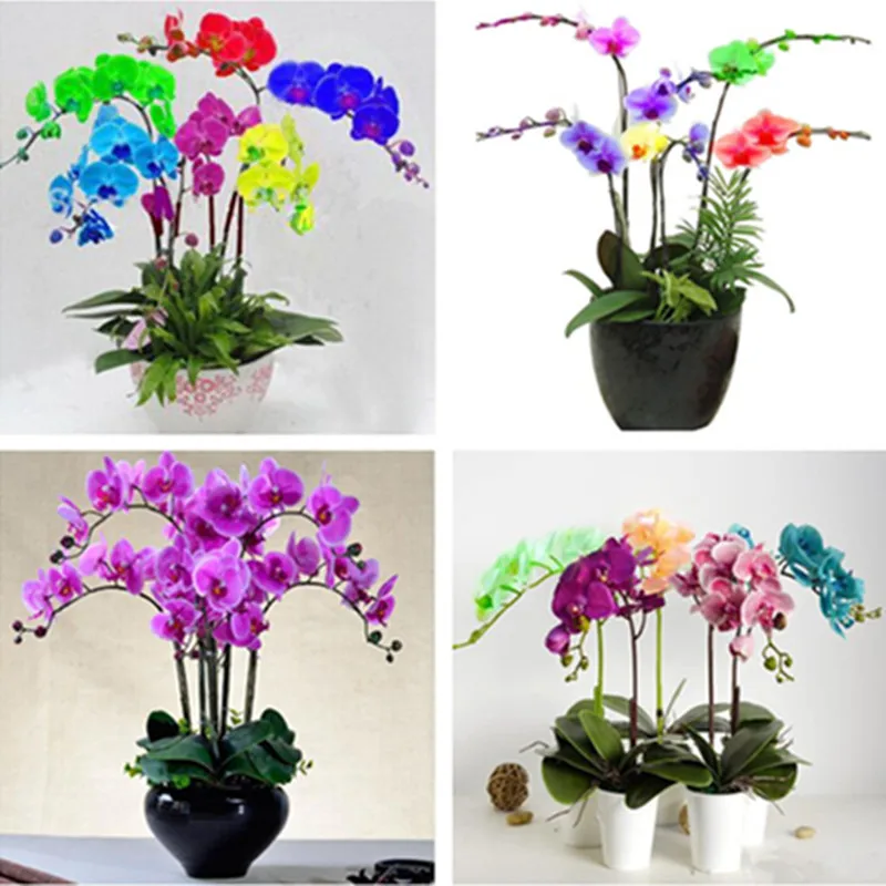 Popular Phalaenopsis Orchid PotBuy Cheap Phalaenopsis Orchid Pot lots
