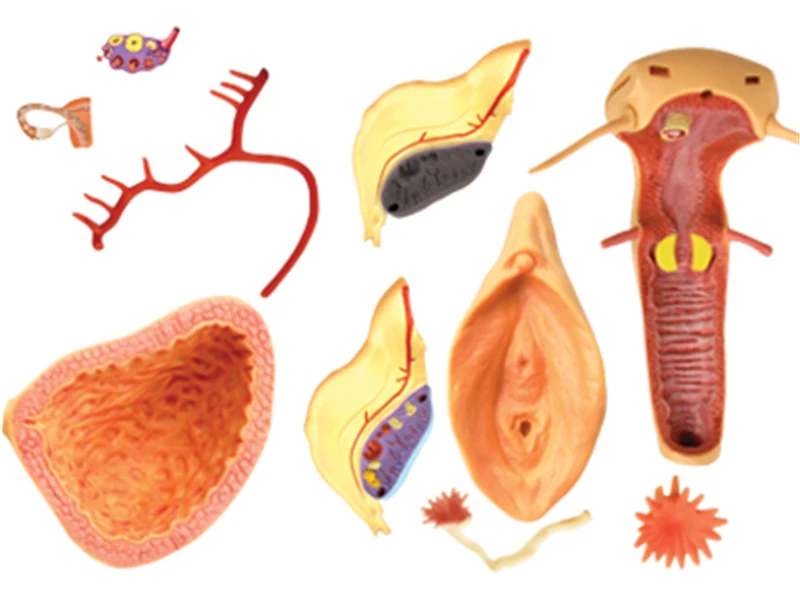 4d мастер головоломка Сборка игрушки человеческого тела орган анатомическая модель для медиков обучающая модель 8 видов выбор