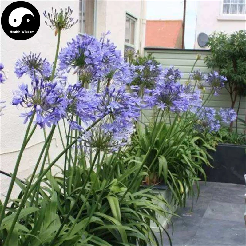 

Buy Agapanthus Semente 120pcs Plant Agapanthus Africanus For Lily Of The Nile