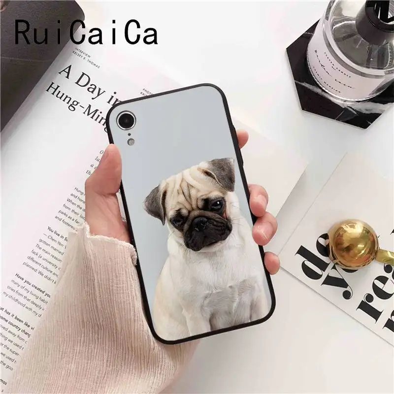 Animal Cute Pug Dog