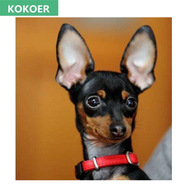 2017 5diy diamond embroidery animal miniature pinscher dog 5diamond