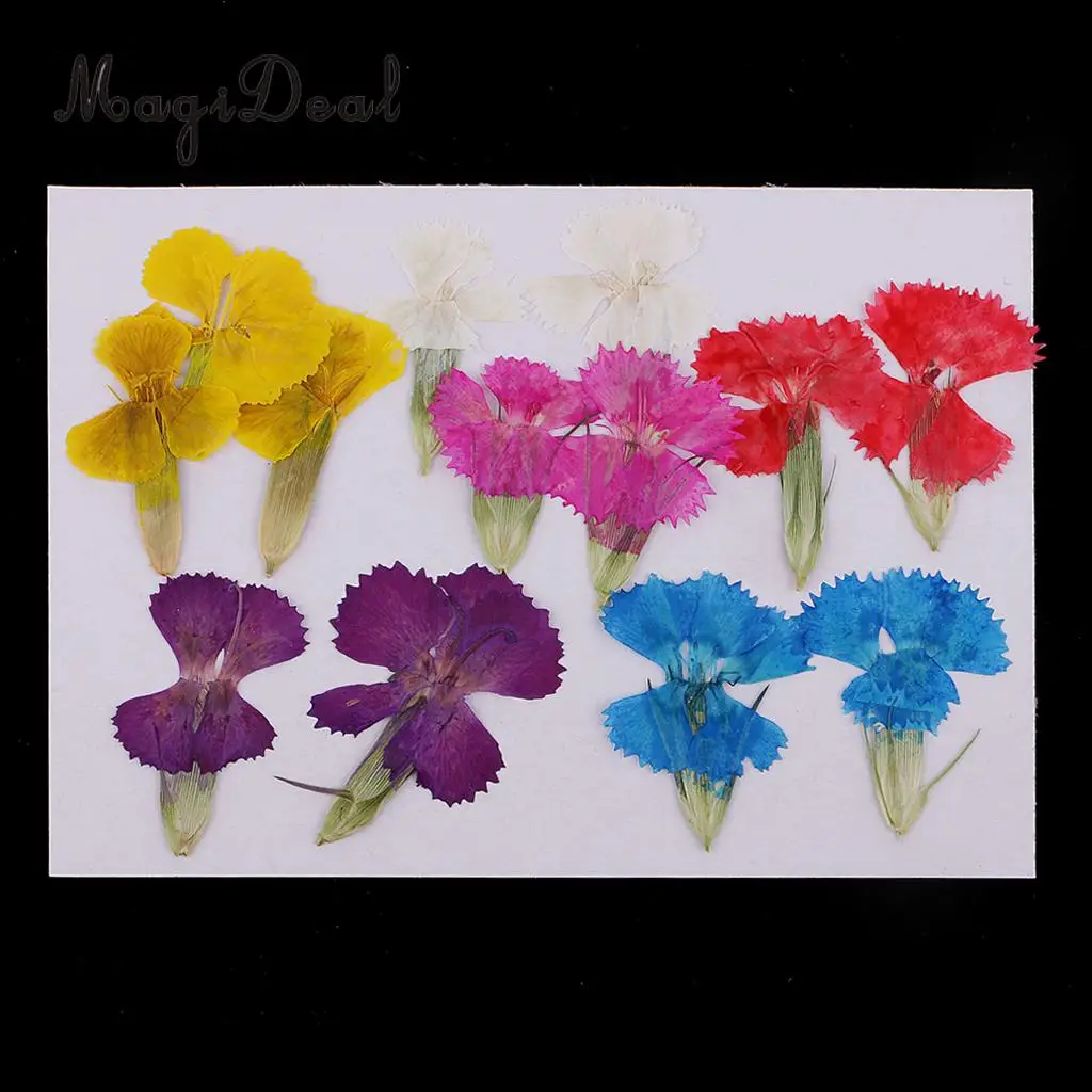 12Pcs Real Pressed Leaves Dried Flower Dianthus Flowers Embellishments DIY Materials Card Making Scrapbooking Art Crafts Jewelry