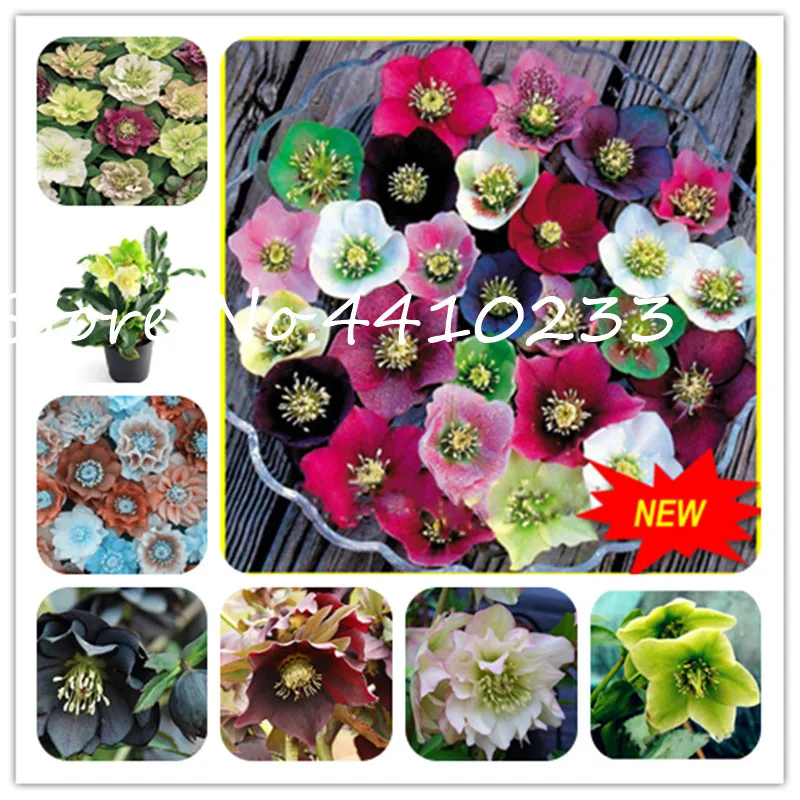 

Colorful 100 Pcs Helleborus Bonsai Flower Winter Rose Flower Bonsai Potted Outdoor Plant For Home Garden Broomsedge Lotus Plant