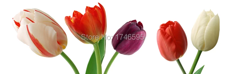 colorful tulip-1