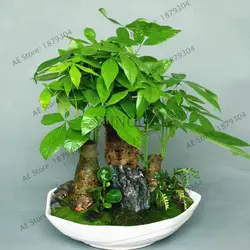 Pachira Macrocarpa Plantas, настоящее бонсай дерево Флорес Крытый дерево консервы завод для дома сад и офиса, 2 шт./упак