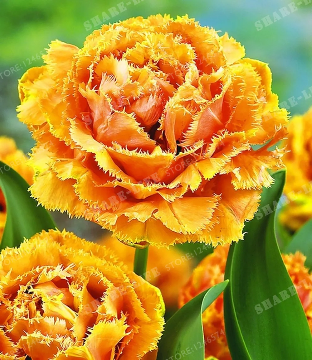 True Tulip Bulbs Tulip Flower Bonsai Flower Bulbs Symbolizes Love Tulipanes Flower Plant For Garden Plants -2 Bulbs