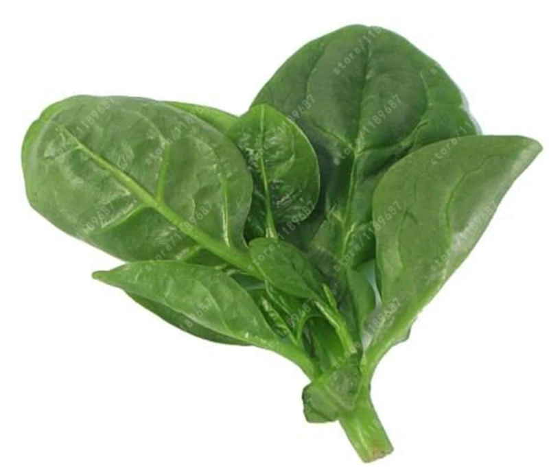 

100 pcs Hot Spinach versatile organic vegetable Spinach Salad Leaves Good Taste Non-GMO DIY Home Garden bonsai Plant