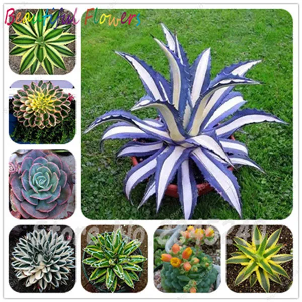 

50 Particle/Bag 100% Genuine Rare Agave Bonsai, Plant Tree Herbs Grass Succulent Plant for Home Garden Free Shipping