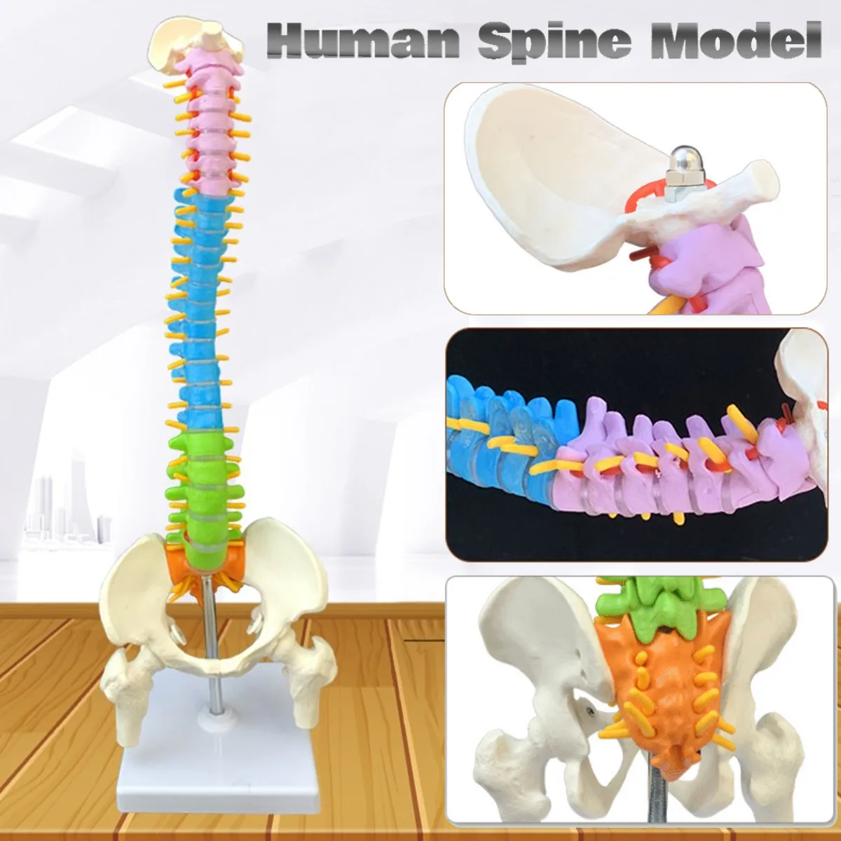 45 см с тазовой анатомической анатомией человека позвоночника медицинская модель позвоночника учебные материалы для медицинских студентов