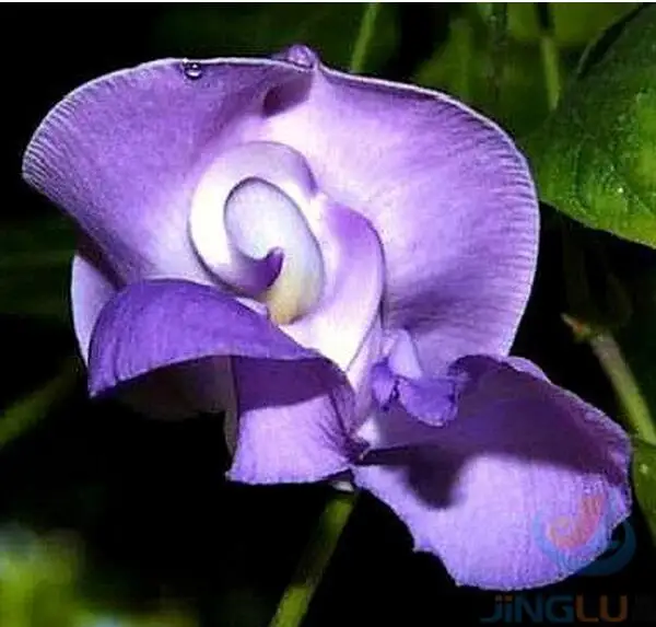 Vigna caracalla ، الخزامى الحلزون كرمة ، 20 نادر بونساي ، الغزير البنطلون ، يحب الحرارة ، الغطاء الذي سياج!