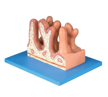 

jejunum inside Zoom model Digestive tract structure intestinal model 400X 13*16*8.5cm