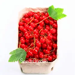 Новый 2018! красная смородина фруктовый завод Пан-американский Gooseberry бонсай фонарь фруктовый семена садовые da fruta-5 шт./упак., # D01SNF