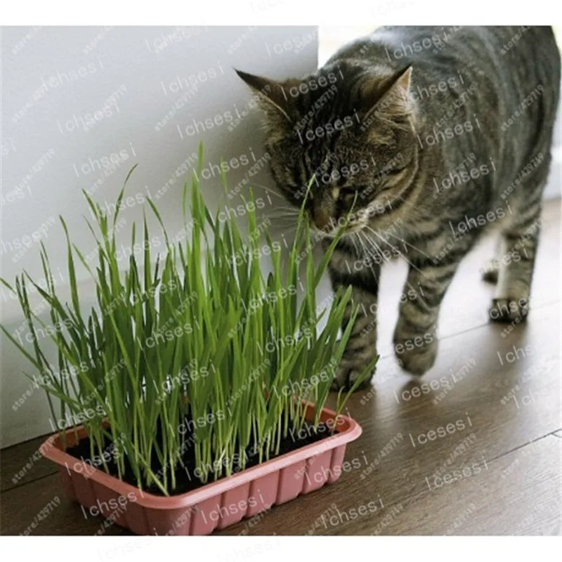

50 pcs/ Cat Grass Bonsai Foliage Plant Bonsai Wheat Grass Mint Smell Superior Cat Food For Your Pet Easy To Grow