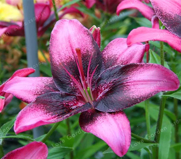 2 Bulb Perfume Lilies (Not Bonsai) , Rare Flower Garden Plant , Balcony Bonsai Courtyard Plant Flowers Lily
