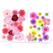 20 шт прессованные цветы маленькие сушеные цветы для скрапбукинга сухие DIY консервированные Цветочные украшения дома мини bloemen flores secas