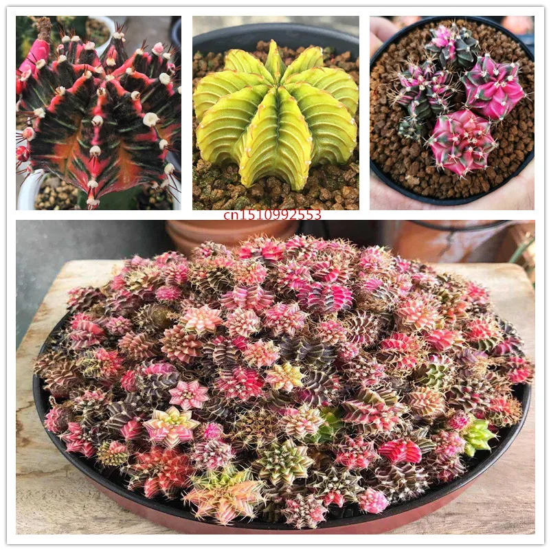 

50 pcs Rare Mixed Rainbow Cactus Bonsai Plants Colorful succulent seedlings Flower Perennial Planting Potted for Home Garden
