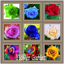 Big Sale!Flower pots planters ,20 Kinds,50 PCS/Lot, Rainbow rose seeds Beautiful rose seed Bonsai plants Seeds,#B4LT8H
