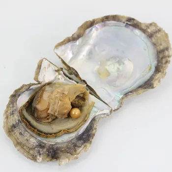 

Free Shipping FreshWater Oyster with AAA Grade 6-7 mm Round Yellow Freshwater Wish Pearl Vacuum Package For Kids Party FR014