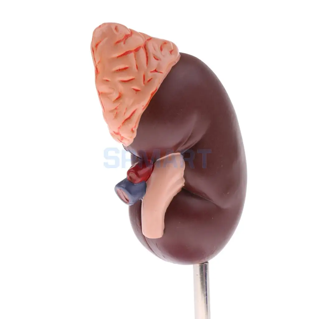 1:1 Human Removable 2 Parts Kidney with Adrenal Gland Anatomical Model