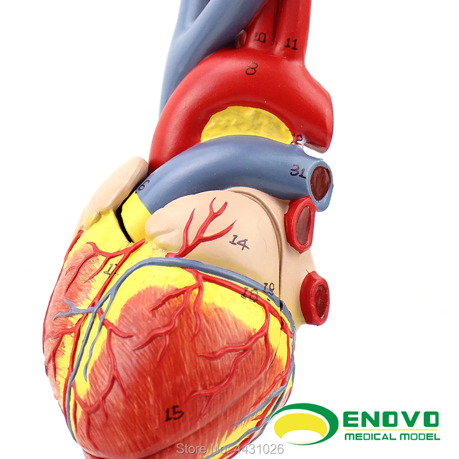 Unlabeled Heart Model