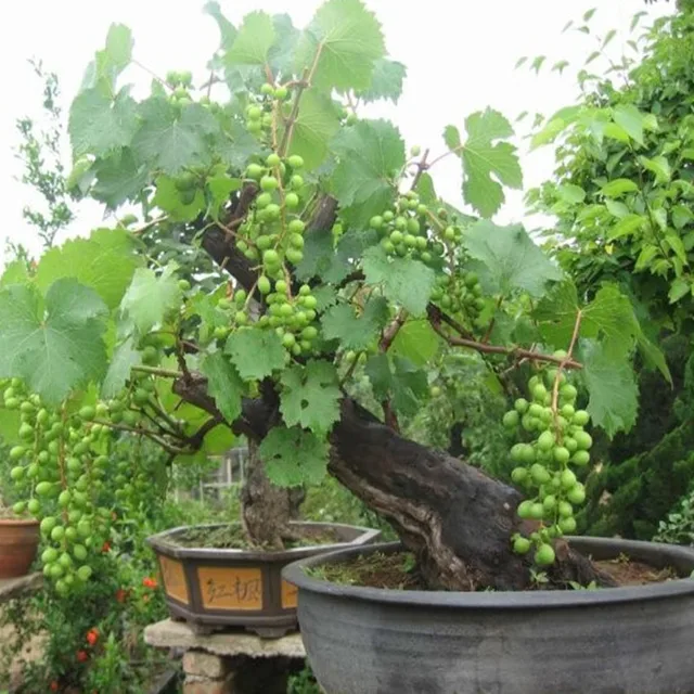 Bonsai Green Grapes Seeds Pot Dwarf Fruit Home Garden Climbing Tree