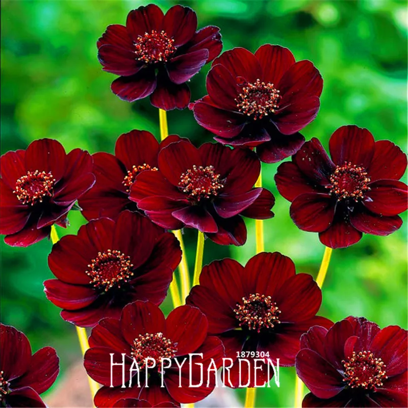 

Big Sale! 100 Pcs A Lot Black-Magic bonsai,atrosanguineus,Chocolate Cosmos,SERIOUSLY RARE Flower garden