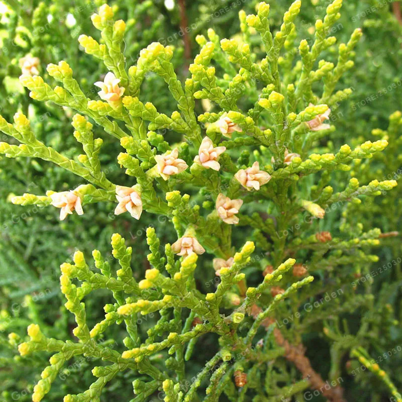 50 шт. китайский Platycladus Thuja Orientalis бонсай для домашних растений, садовое дерево, бессмертный символ долговечности